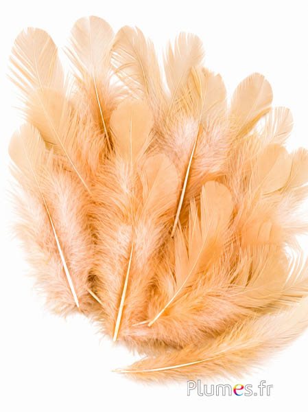Hen - 5-9 cm - honing-champagne